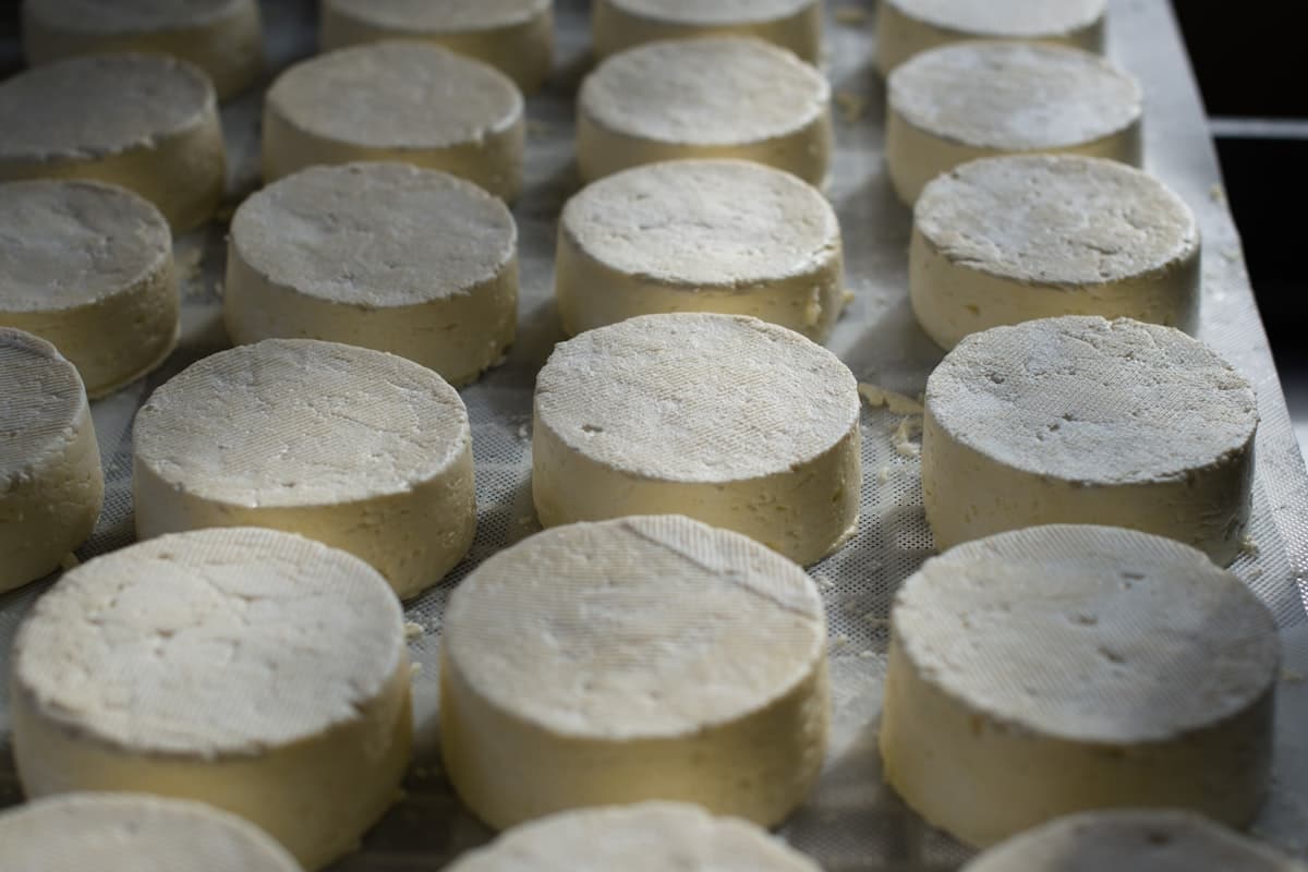 Fromages frais moulés alignés sur une claie de fromagerie