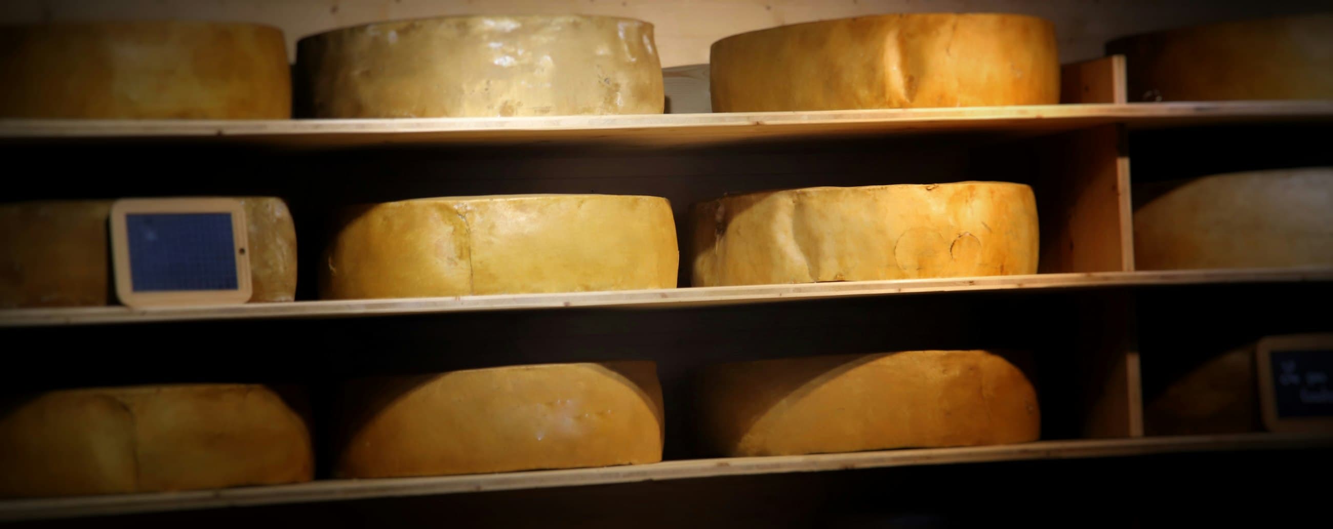 Fromages alignés sur une étagère d'affinage